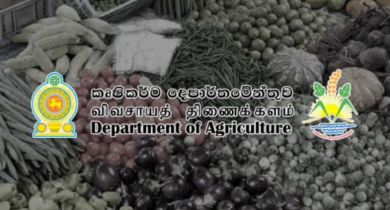 ආපදා නිසා මහ කන්නයේ එළවළු වගාවෙන් 40%කට හානි